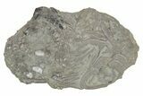 Fossil Crinoid (Platycrinites) - Monroe County, Indiana #231976-1